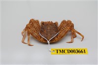 藏品(基氏盾牌蟹)的圖片